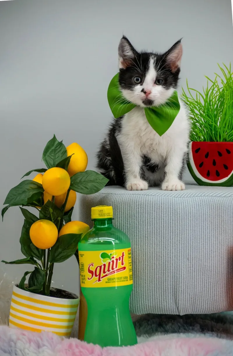 A baby small-sized male Black & White / Tuxedo Domestic Short Hair cat named Squirt for adoption in Sevierville, TN