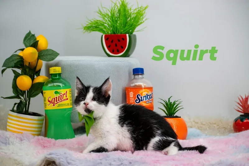 Squirt thumbnail 2