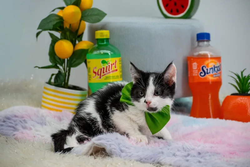 Squirt thumbnail 3