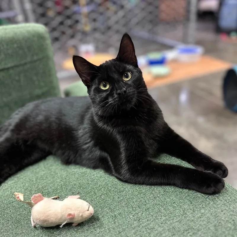 A baby small-sized female Black Domestic Short Hair cat named Sabrina for adoption in Roscoe, NY