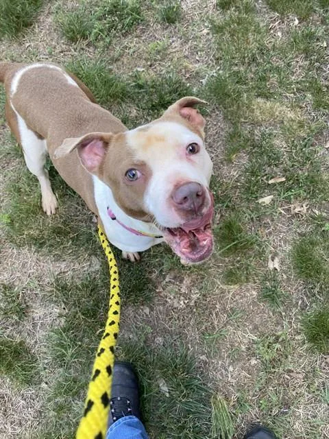 An adult large-sized female American Bulldog dog named Waverly for adoption in Upper Marlboro, MD