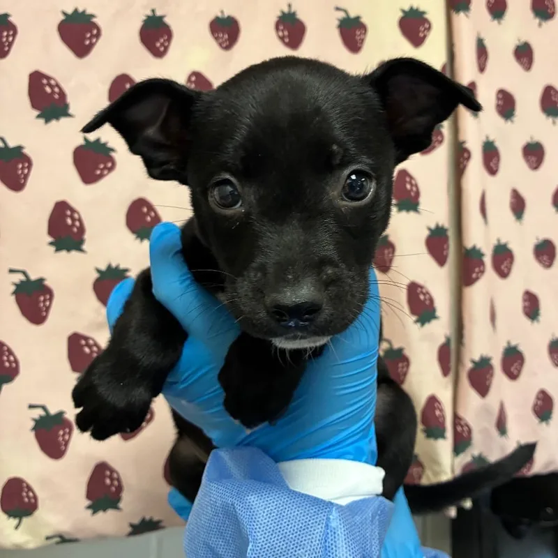 Domino