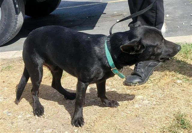 A young small-sized male Chihuahua dog named Goblin for adoption in San Antonio, TX