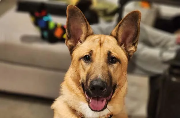 An adult large-sized female Bicolor German Shepherd Dog dog named Phoebe for adoption in Newport Beach, CA