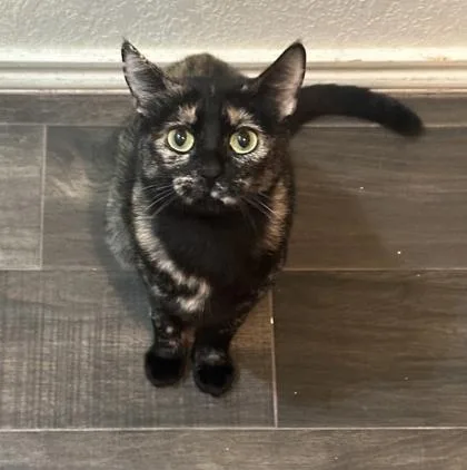 Tortilla thumbnail 4