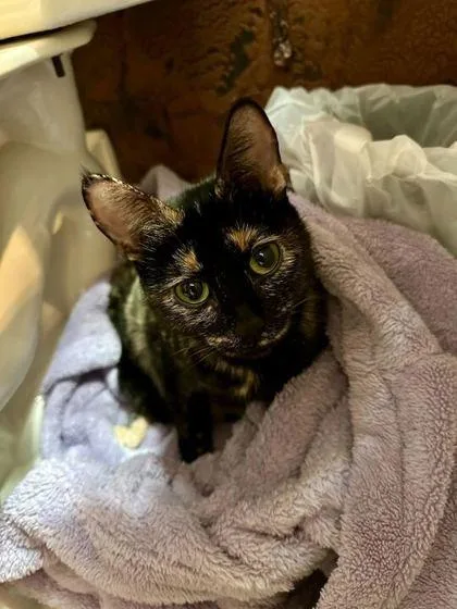 Tortilla thumbnail 5