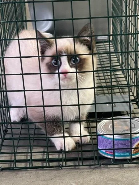 A baby medium-sized male Snowshoe cat named Snow for adoption in Claremore, OK