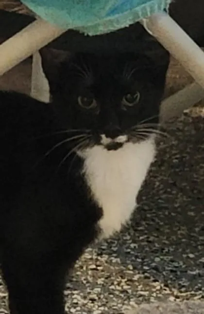 A young small-sized male Domestic Short Hair cat named Packer for adoption in Shawano, WI