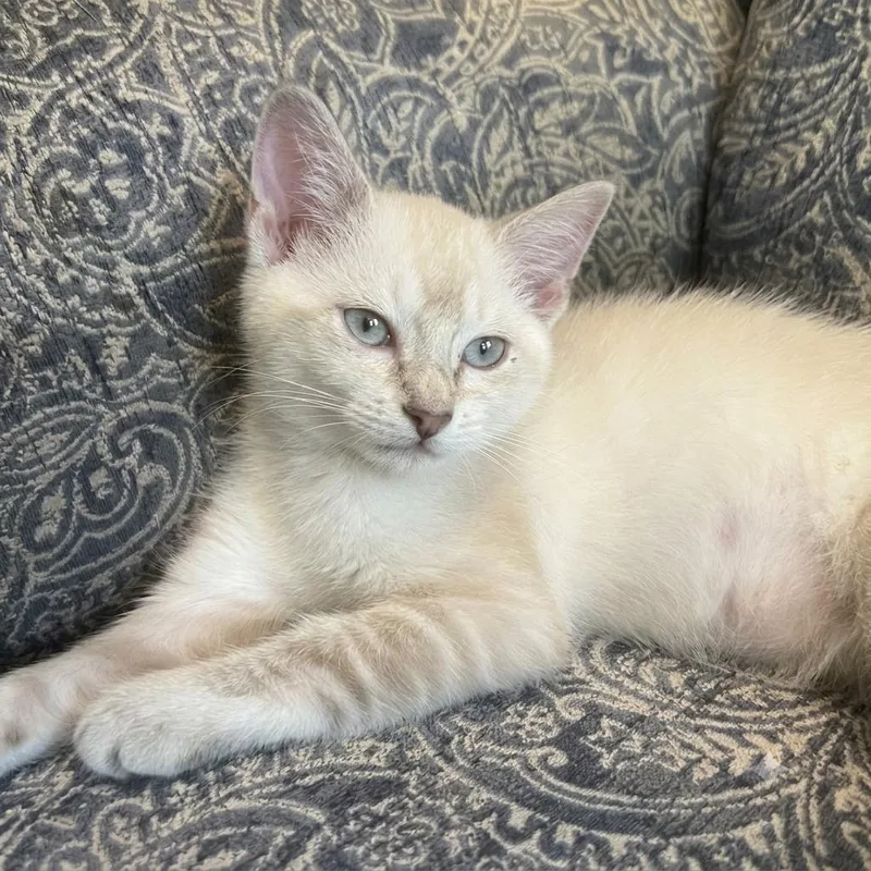 A baby medium-sized male Siamese cat named Appa for adoption in Anderson, SC