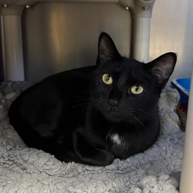 An adult medium-sized female Domestic Short Hair cat named Arctic for adoption in Chippewa Falls, WI