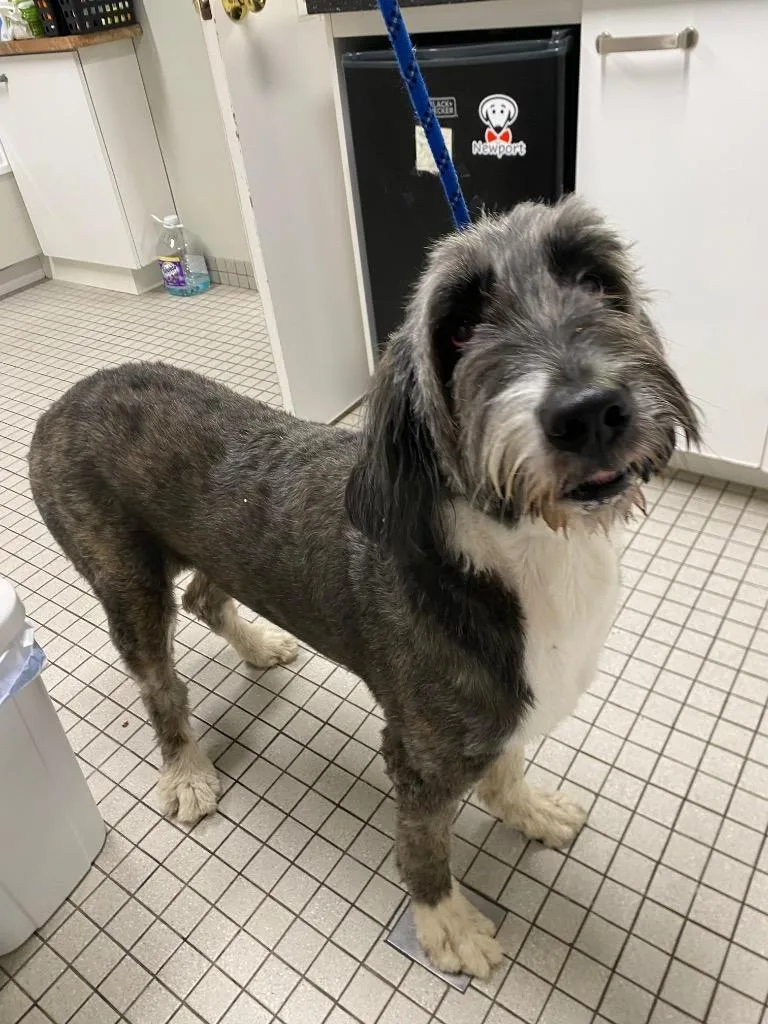 An adult large-sized female Poodle dog named Chessie for adoption in Fall River, MA