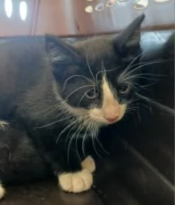 A baby medium-sized male Domestic Short Hair cat named Marcus for adoption in West Memphis, AR