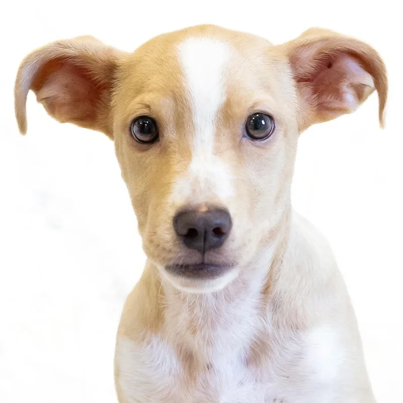 A baby small-sized male Yellow / Tan / Blond / Fawn Mixed Breed dog named Hansel for adoption in Cartersville, GA
