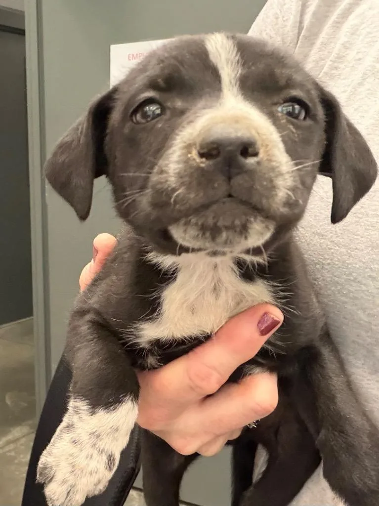 A baby small-sized female Mixed Breed dog named Regina Pup for adoption in Henderson, NC