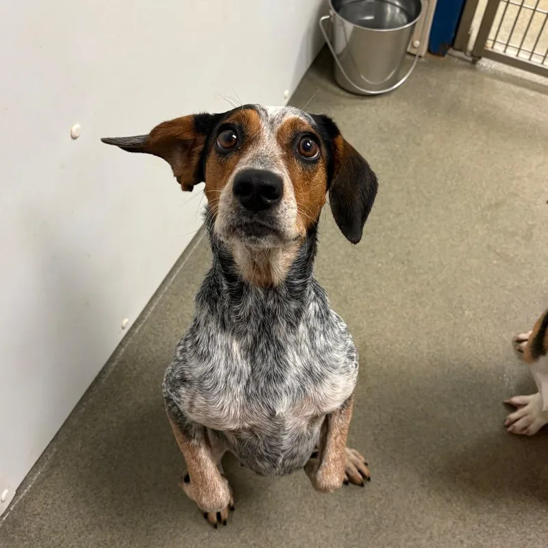 An adult small-sized female Beagle dog named Apple for adoption in Rocky Mount, VA