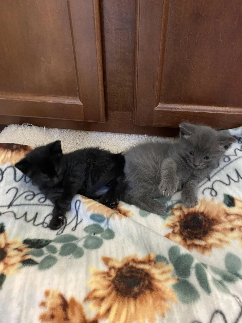 A baby medium-sized female Gray / Blue / Silver Domestic Short Hair cat named June & Johnny for adoption in Herndon, VA