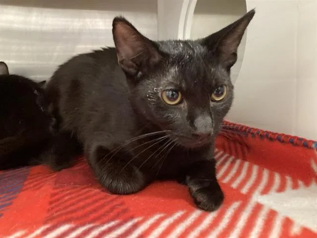 A young small-sized male Domestic Short Hair cat named Dashi for adoption in Tustin, CA