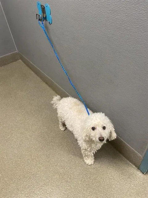 An adult small-sized male Poodle dog named Ace Valentine for adoption in Las Vegas, NV
