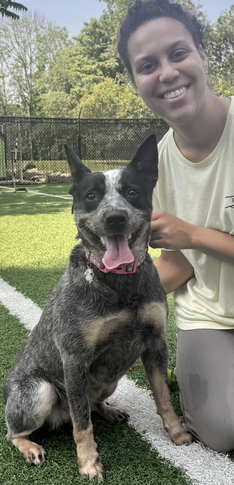 A young medium-sized female Gray / Blue / Silver Cattle Dog dog named Ivy for adoption in Montclair, NJ