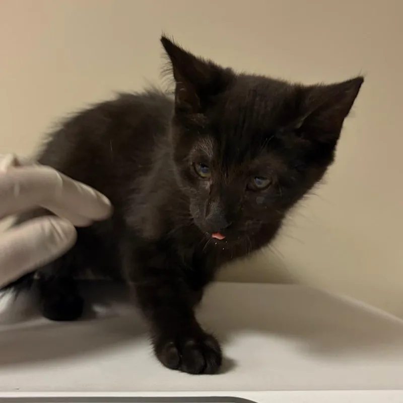 A baby small-sized female Black Domestic Short Hair cat named Mina for adoption in Reno, NV