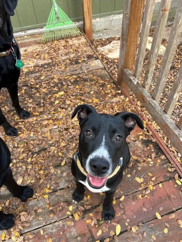 An adult medium-sized male Black Labrador Retriever dog named Sully for adoption in Austin, TX