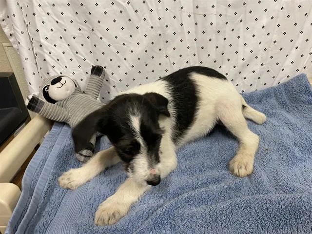A baby small-sized female Irish Wolfhound dog named A for adoption in Modesto, CA