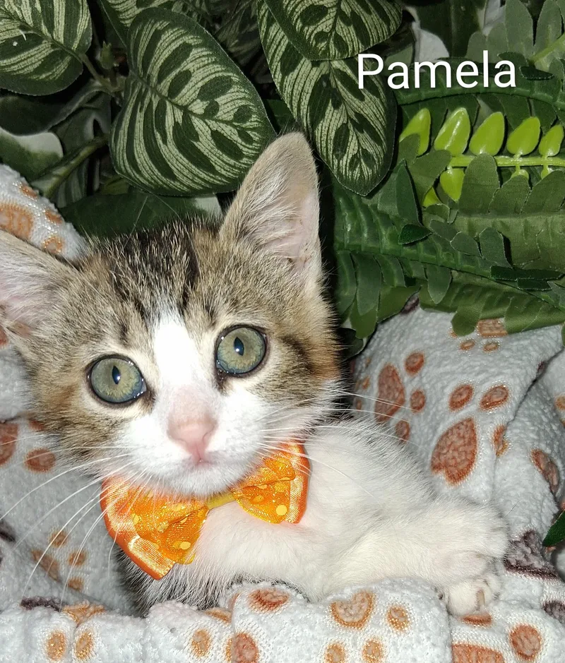 A baby medium-sized female Tabby (Gray / Blue / Silver) Domestic Short Hair cat named Pamela for adoption in Redondo Beach, CA
