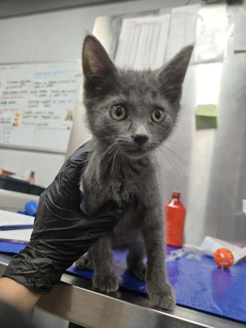 A baby small-sized male Domestic Short Hair cat named Pink Floyd for adoption in Hagerstown, MD