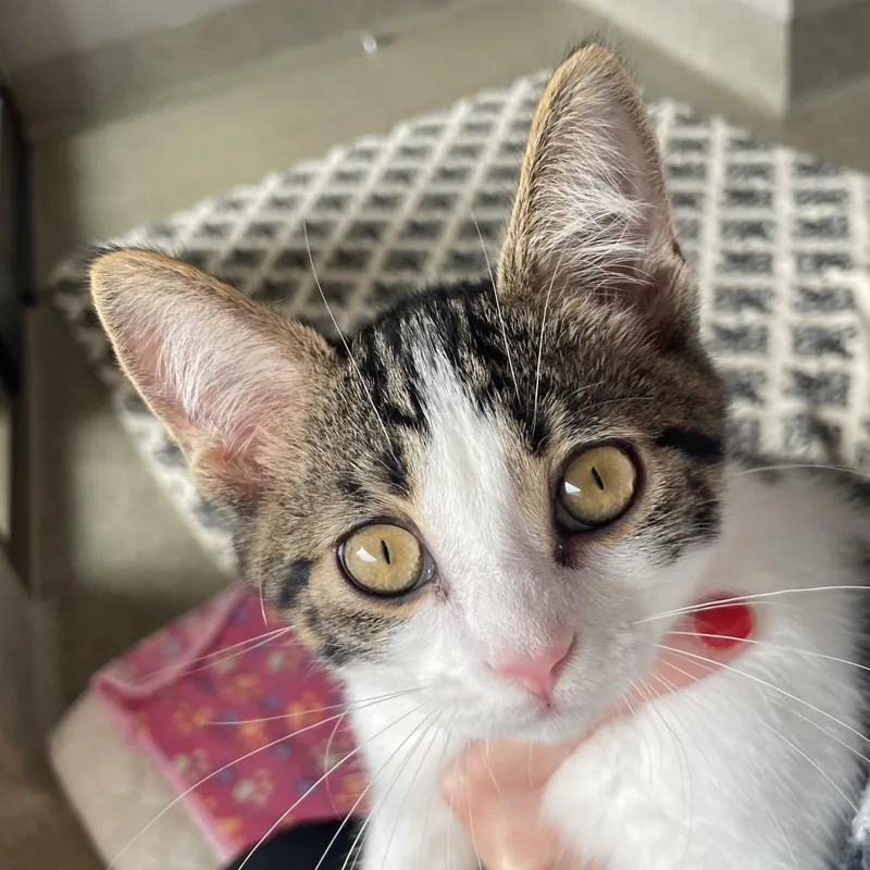A baby small-sized male Brown / Chocolate Domestic Short Hair cat named Hot Wheels for adoption in Chicago, IL