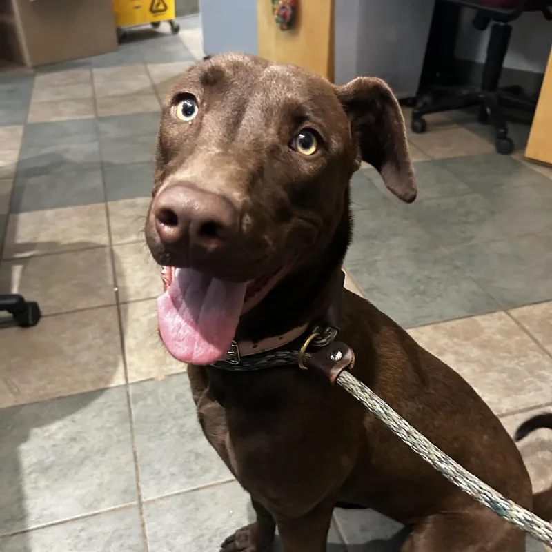 A young medium-sized female Brown / Chocolate Mixed Breed dog named Cadbury for adoption in Chattanooga, TN