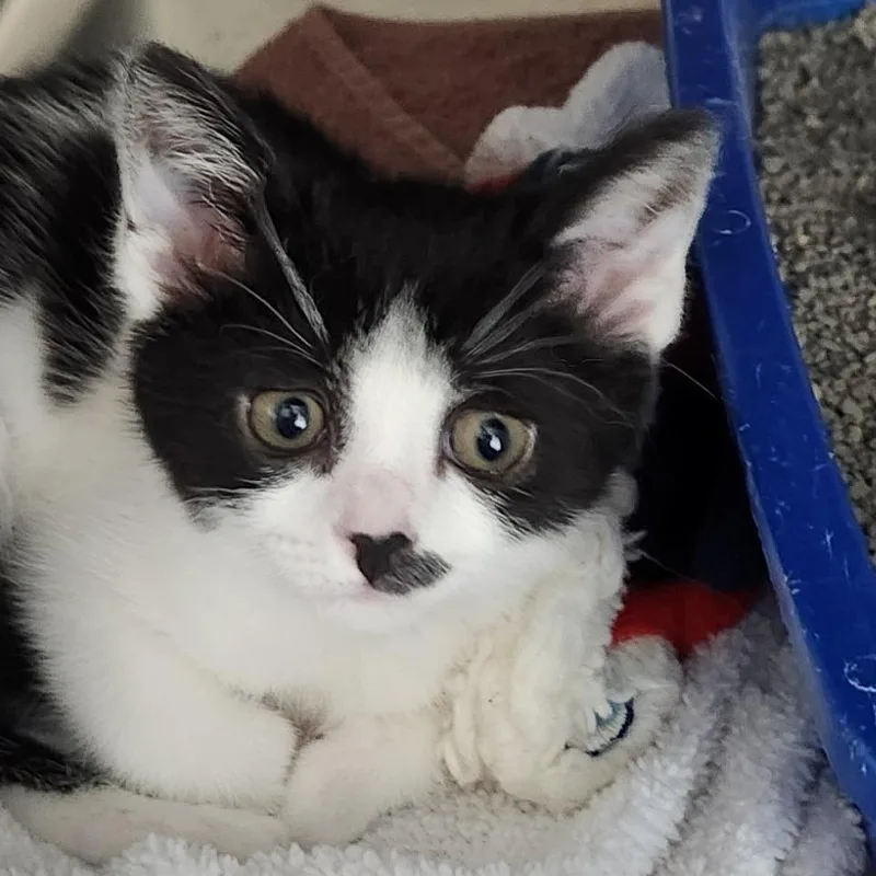 A baby small-sized female Black Domestic Short Hair cat named Meowly Cyrus for adoption in Columbia Station, OH