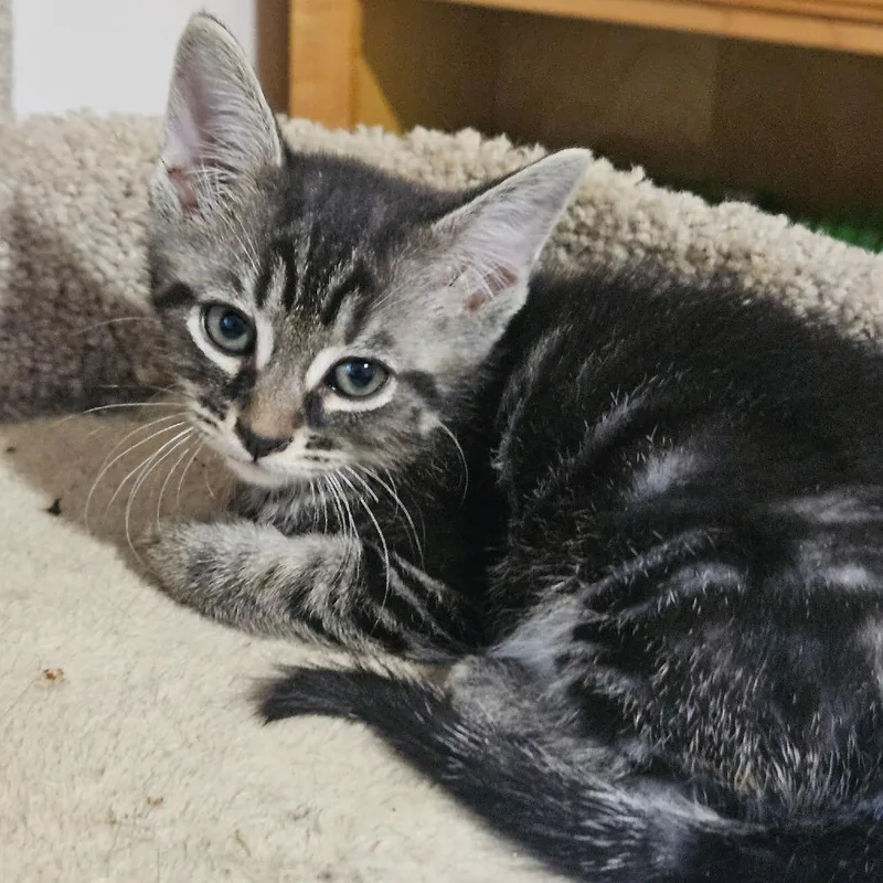 A baby small-sized female Brown / Chocolate Domestic Short Hair cat named Cynthia for adoption in Huntsville, AL