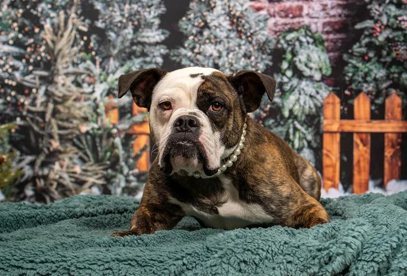 Rosette Aka Biscuit thumbnail 2