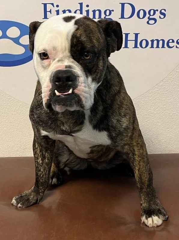 Rosette Aka Biscuit thumbnail 3