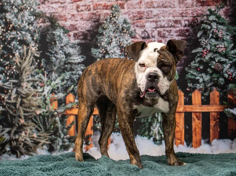 Rosette Aka Biscuit thumbnail 4