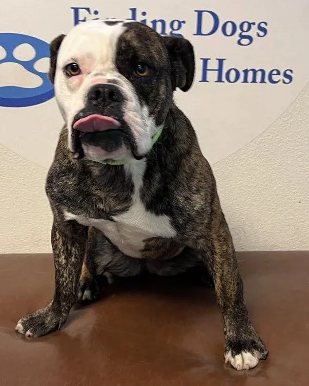 Rosette Aka Biscuit thumbnail 5