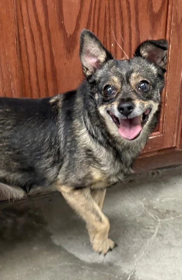 An adult small-sized female Chihuahua dog named Candy for adoption in Rio Rancho, NM