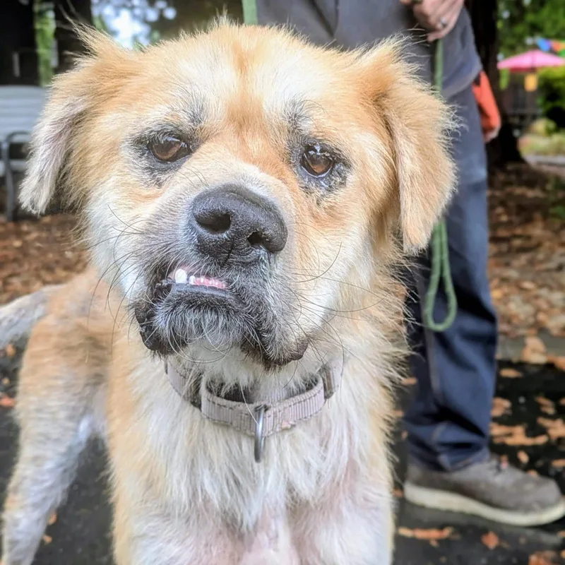 An adult medium-sized male Golden Labrador Retriever dog named Dj for adoption in Santa Rosa, CA