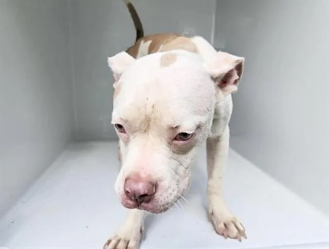 A young medium-sized female Pit Bull Terrier dog named Bell for adoption in Houston, TX
