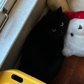 Bagheera thumbnail 3