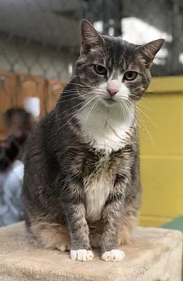 An adult large-sized female Domestic Short Hair cat named Sahara for adoption in Pottsville, PA