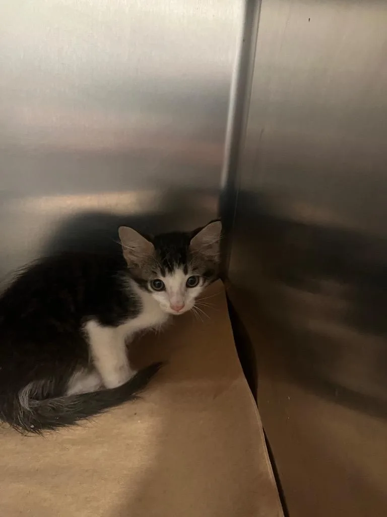 A baby small-sized male Domestic Short Hair cat named Niobe for adoption in Cartersville , GA