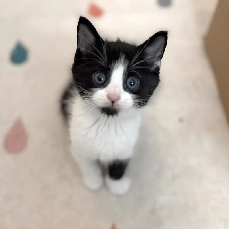 Stephen Purry