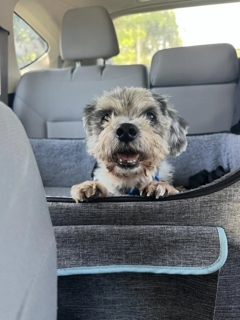 A senior small-sized male Shih Tzu dog named Benji for adoption in Los Angeles, CA