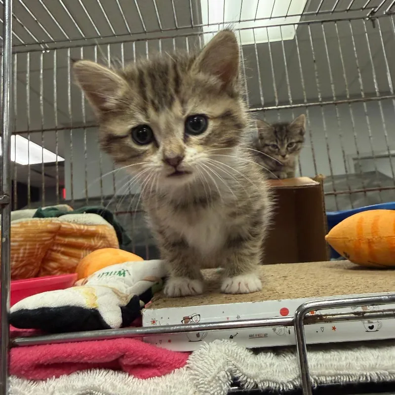 A baby small-sized female Brown / Chocolate Domestic Short Hair cat named Candy for adoption in Richmond, IN