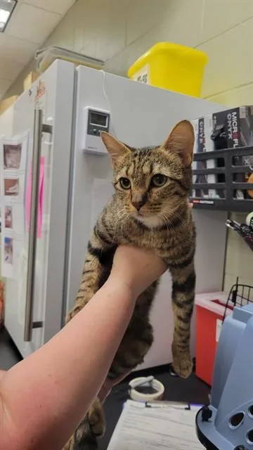 A young small-sized female Domestic Short Hair cat named Dior for adoption in Minneapolis, MN