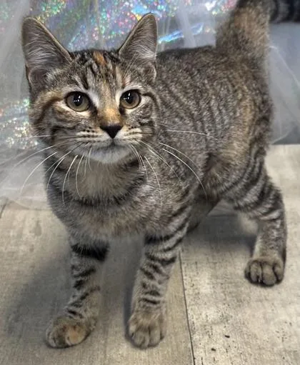 A young small-sized female Domestic Short Hair cat named Mercedes for adoption in Shreveport, LA
