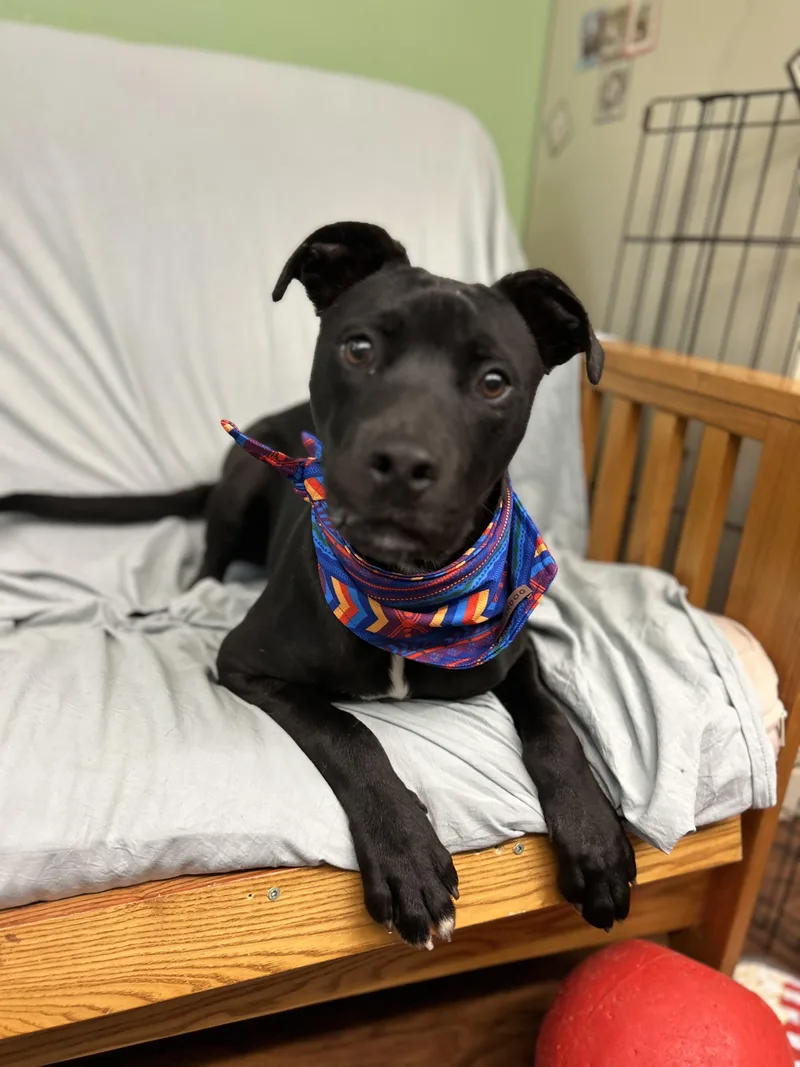 A young medium-sized male Black Labrador Retriever dog named Sombra for adoption in Howes Cave, NY