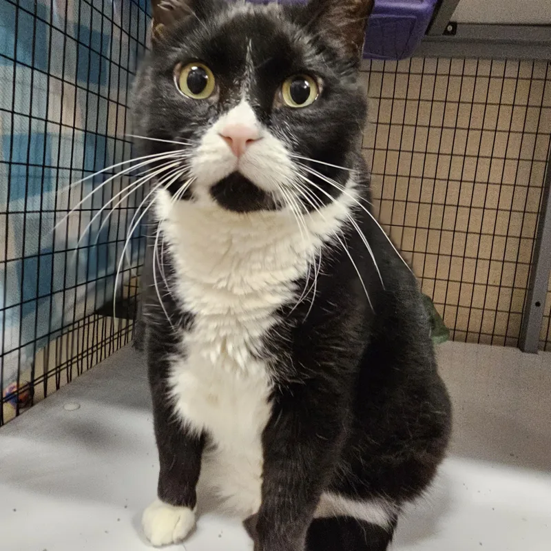 An adult extra large-sized male Domestic Short Hair cat named Otto for adoption in Davenport, IA
