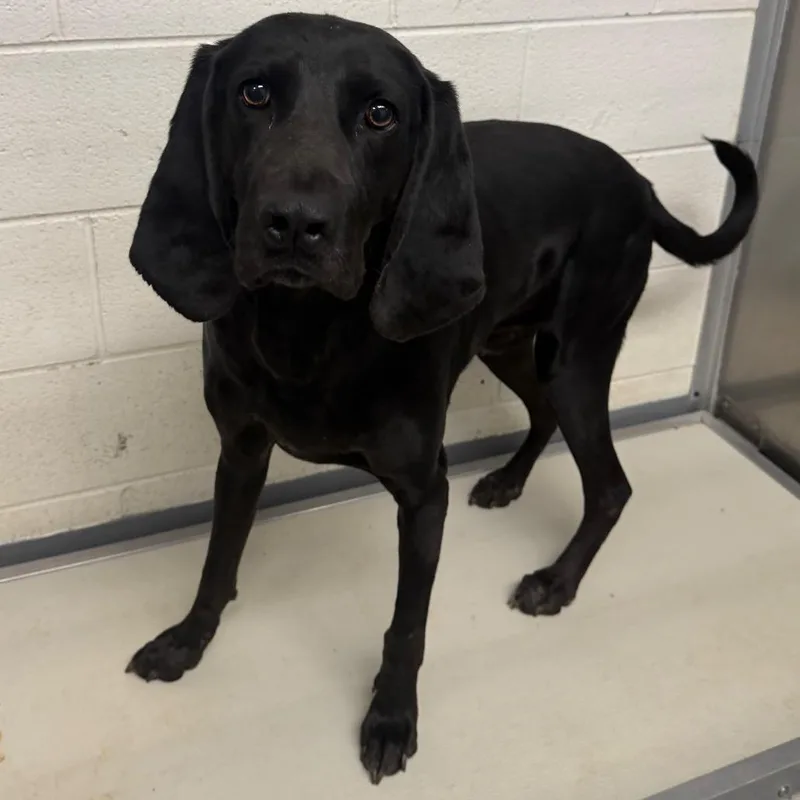 An adult large-sized male Black Hound dog named King for adoption in Rocky Mount, VA